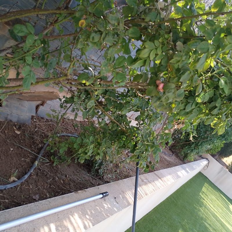 imagen de whatsapp 2025 08 05 a las 11.18.38 457d6e9b